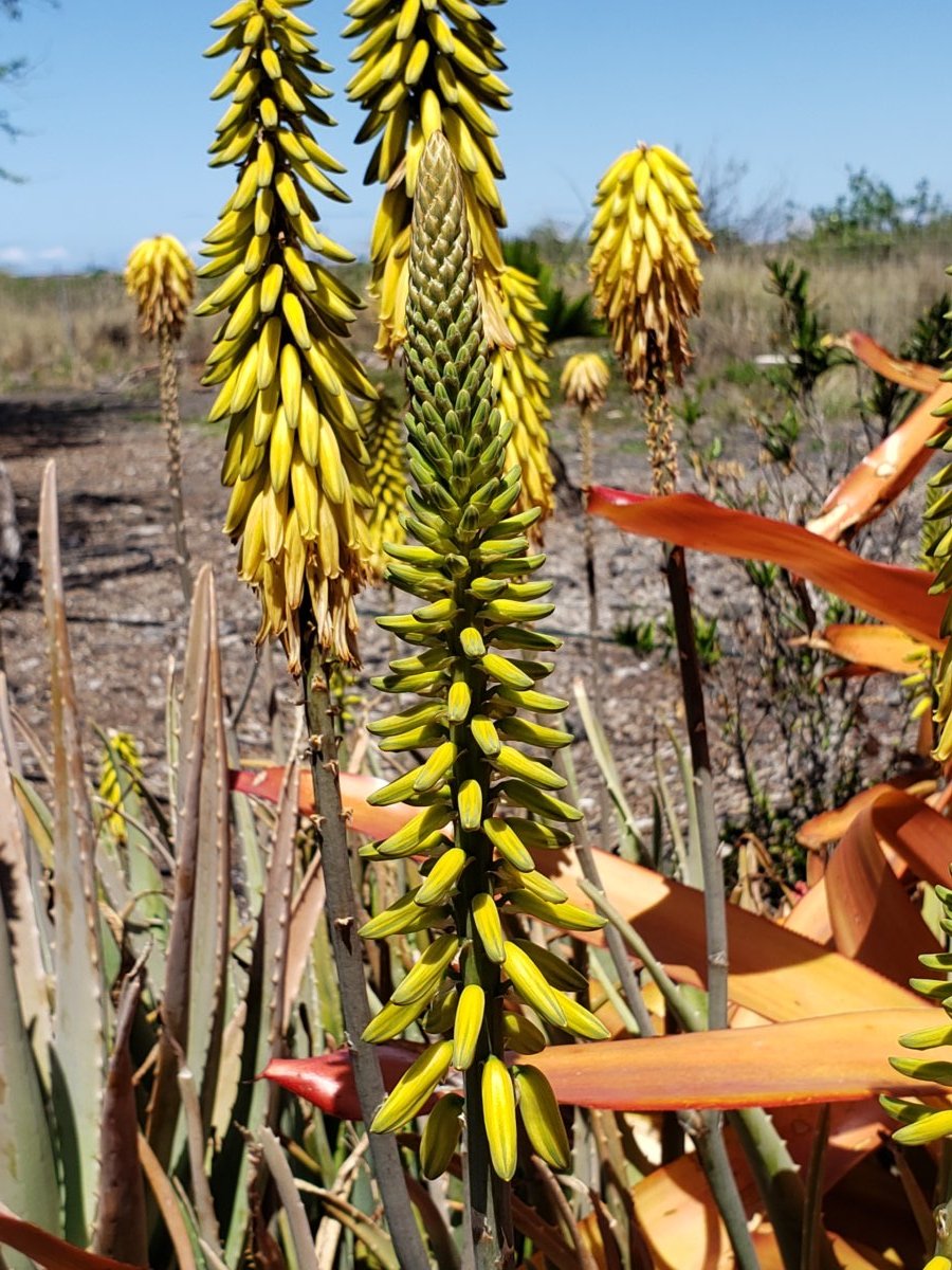 hot poker